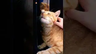 Cats purring sound 🧡
