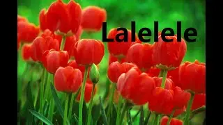 Lalelele după &icirc;nflorire