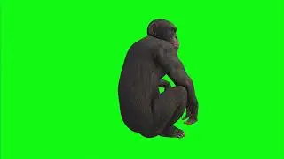Funny Monkey Green Screen