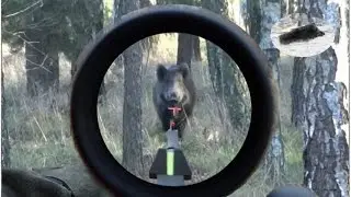 Best moments December 2015 TRAILER - driven hunt compilation - Beste Momente auf Dr&uuml;ckjagd
