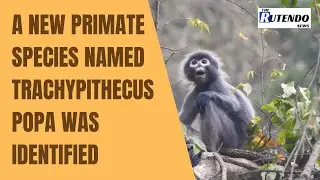 A new primate species, the Popa langur (Trachypithecus popa), was identified in the lab