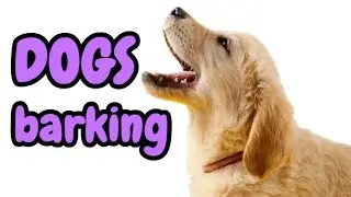 DOGS BARKING | 12 Dog Breeds Barking HD Sound Effect