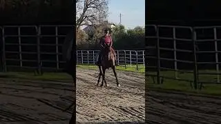 OREO TRAINING 💪 #horse #shorts #equestrian #animals #motivation #beautiful #sports #power #happy