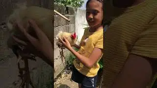 Authentic Bantam/Bantex natagpuan namin sa Macabebe at Masantol