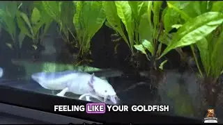 Oddball Aquatic Stocking Ideas