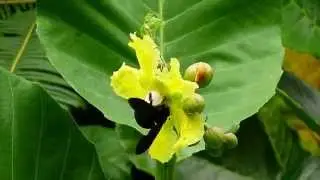 Xylocopa latipes (08Nov2014)