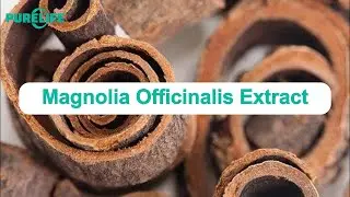 Magnolia Officinalis Extract