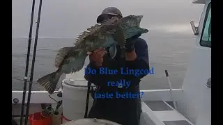 Making money at the office?  - Commercial Rockfish