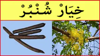 خيار شمبر (عود الصليب)