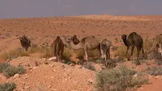 사막, 사하라 사막, Desert, Sahara desert 67, 기증영상, Pixabay