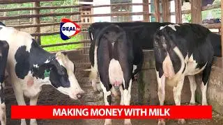 We Toured a Profitable Dairy Farm in Mukono | Sanga Dairy & Breeding Farm