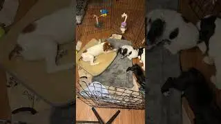 English cocker spaniel puppies Hilltop Dog Puppy Training Kennel  is live!