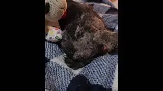 Innocent Pup Cries Out In Agony As Severe Mange Ravages Her Once Delicate Coat [Story Below]