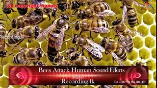 Bees Attack Human Sound Effects No Copyright