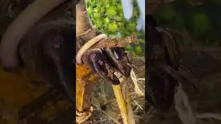 Cow Hoof Doctor: Rescue & Treat Injured Hooves 🐄🩺