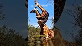 Why Giraffes Snap Their Heads While Drinking 😲 #wildlife #animals #facts #short