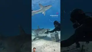 sea animals / shark fish / fishing shorts 😀 #fishing #seashark #sea #underwater #shorts #sea #live