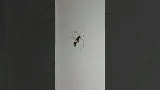 #spider #spidervideo  #videography