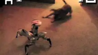 Puppy Vs. Robot! Epic Battle For Territorial Domination!