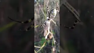 SO CLOSE!!!! HAND FEEDING CRAZY FAST SPIDER