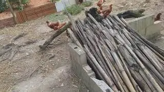 tratando   da minhas Galinhas poedeiras Embrapa 051 Isa Brown ( YouTube Rural Iago Brandao)