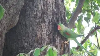Alexandrine Parakeet (Psittacula eupatria)
