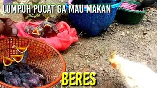 anak jalak bermasalah.ini solusi yang mudah