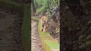 Ranthambore National Park||Jungle Safari me Road ke kinare Tiger ki sighting hui||#wildlife #tiger