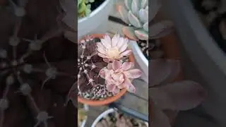 #cactusmania #cactusgarden #cactus