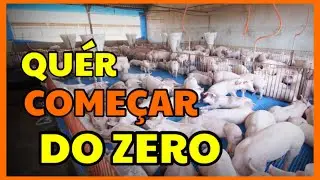 como come&ccedil;ar cria&ccedil;&atilde;o de porco do zero |morando na ro&ccedil;a @GranjaRibeiro