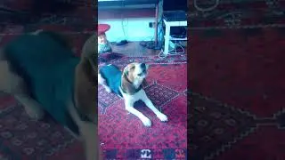 Beagle che ulula ai proprietari (da far sentire ai vostri cani)