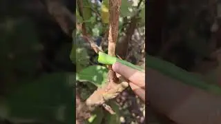 Guava Air layering grafting process #grafting #ytshorts #gardening#seet jehar song#trandingshorts
