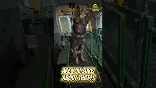 Do you reckon she enjoys it&hellip;? 🤣🐶😍#mobiledoggym #caninefitness #stourbridge
