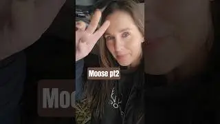 Moose Part 2