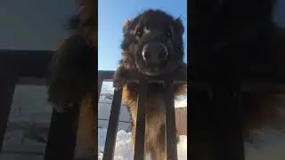 быть добру ВМЕСТЕ С ВАМИ #помощьбездомным #животные #видосыоткота #блогер
