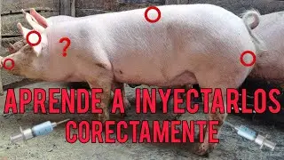 como  INYECTAR  cerdos