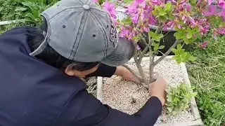 추운 겨울철에 철쭉 꽃, 화분에 얼려 죽이지 않고 잘키우는 방법 (화단에 심은꽃을 화분으로 옮겨심는 노하우)