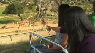 Cart Safari