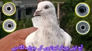 آج اپنے بریڈر کبوتروں کے جوڑے لگا دیے 03229720774