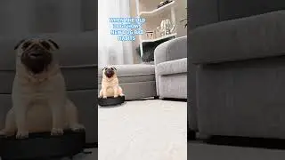 WHEN THE OLD DOG SHOWS NEW DOG BAD HABITS