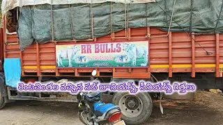 రెంటచింతల వచ్చిన RR BULLS D. రోహన్ బాబు సబ్ జూనియర్స్, సీనియర్స్ గిత్తలు 