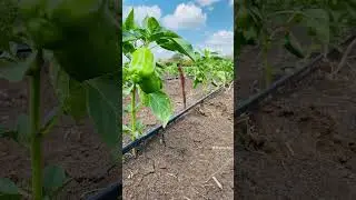 Secure your future financially today by investing with Adam Agro💪✅