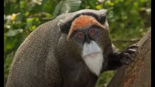 Rare Monkeys You&rsquo;ve Never Seen Before | Strange & Unique Monkey Species