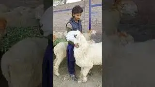 Big Size Mundra Chatra | Qurbani 2023 | Bakra Mandi Lovers | Shahpur Kanjran Lahore Mandi | Rates