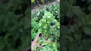 Jade Plant Is A Symbol Of Good Luck And Growth - Order Jade Plants Online #jade #jadeplant