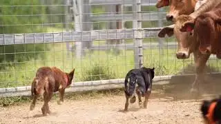 Land sharks in slow mo 👌#sony200600 #sonya7rv #australiankelpie
