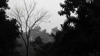 Deep Sleep Thunderstorm Ambience with Heavy Rain in the Dark Woods