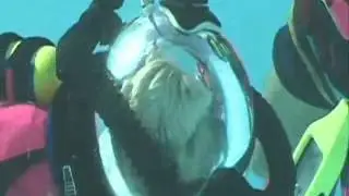 Scuba diving Dog and Cat?