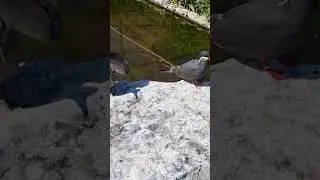 beautiful incastern adult and sub adult 😍😍 #animals #beautiful #short #birds #cute #babyanimals