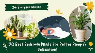 Top 20 Plants For Bedroom |  Better Sleep & Improved Air Quality!